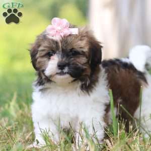 Hazel, Shih-Poo Puppy